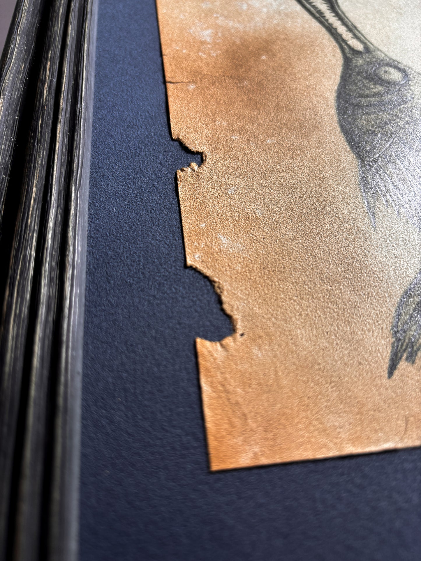 "Pangladius" — Framed Original Illustration